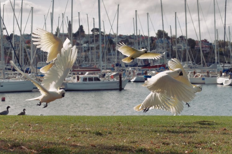 Incoming. A handful of cockatoos come in to land on the grassy area in front of the hotel.