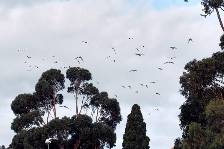 Chaos! The cockatoos came screeching into the area and caused complete havoc amongst the community with birds of all species taking to the sky and sending out shrieking alarm calls.