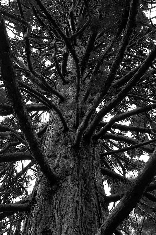 A Giant Sequoia towers over the entranceway to the Botanic Gardens and is the tallest tree in the park.