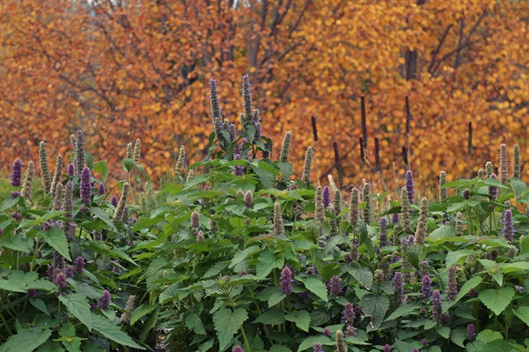 The orange glow of autumnal foliage contrasts nicely with the greener plants of the gardens.