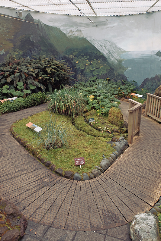 Inside the Subantarctic Plant House with it's fragile displays inside a nicely decorated room complete with the sounds of the region's fauna.