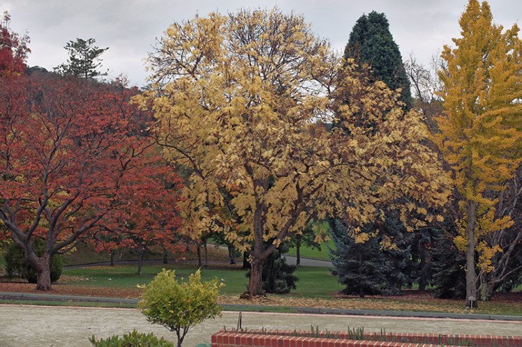 Autumnal hues abound throughout the garden's tree covered open areas.
