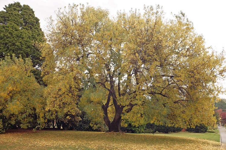 A mighty tree slowly losing its leaf cover turns the grass below into a carpet of yellow.