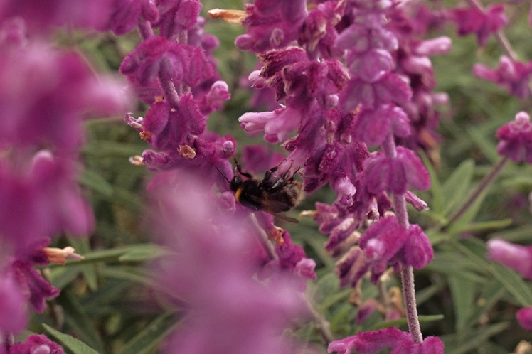 A bee grabs a hold of its target. Bees are an essential part of our ecosystem so be nice to them.