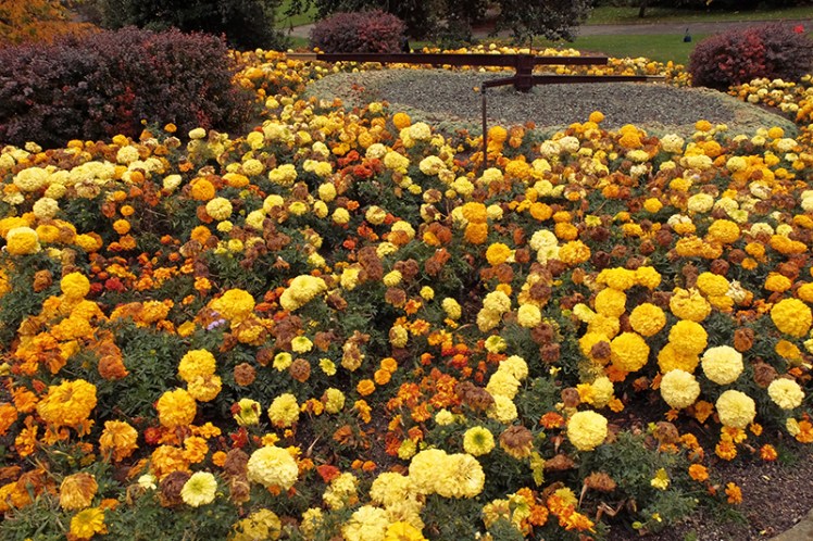 The impressive floral clock within the gardens. No there aren't magical time telling flowers (although that would be handy), there's a mechanical clock feature in the middle.