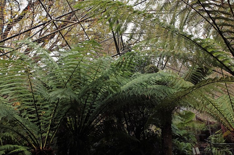 The Fernery is a great place to see some ferns if the hike up the side of Mount Wellington is a bit too much for some.