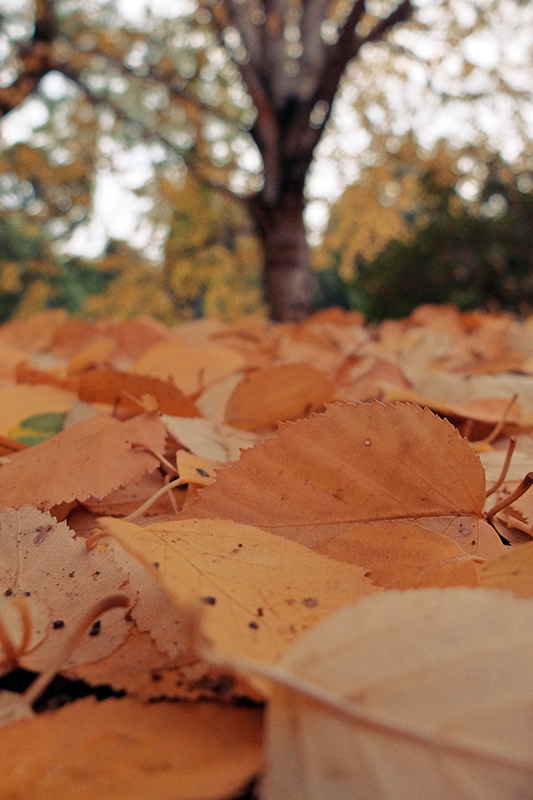 The leafy carpet found below many of the trees this time of year.