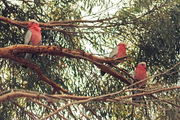 The Galahs like to take shelter in the trees so if you don't see any on the ground, be sure to look up into the branches above you.