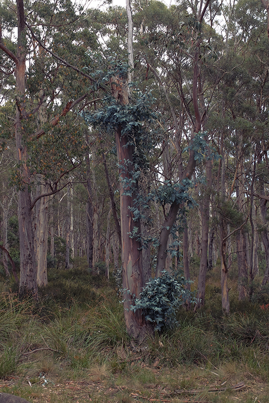 The dominant Eucalyptus trees rarely have any competition up here.