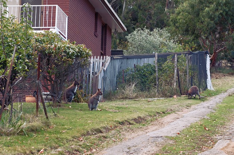 This chap's garden was rather popular with these wallabies.