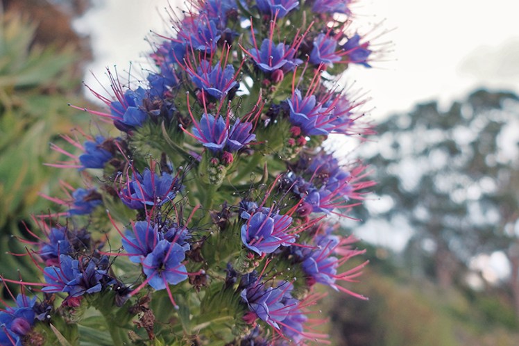 A lovely Echium plant lines the side of the path which runs along the shoreline.