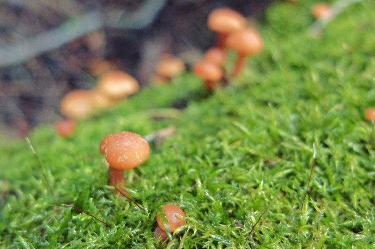 Life is everywhere along the trail, in every nook and cranny. 