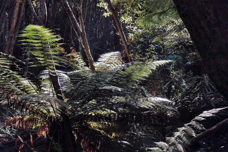 Okay there's really only one quote that can go with this image. "Clever Girl".