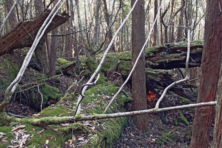 Another clearing reveals more downed trees covered in green.