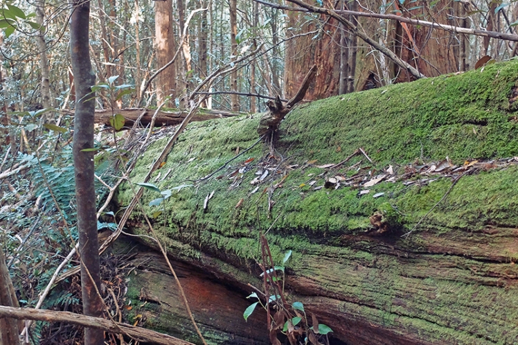 There's downed trees throughout the area providing new homes for both plants and animals.