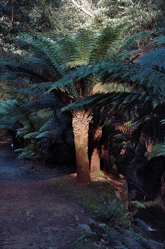 Bless this fern in particular. The dappled sunlight pouring through the canopy creates these passing moments of beauty.