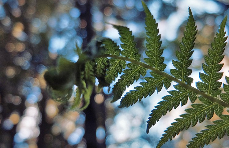 Th spiral twisting you often see on ferns.