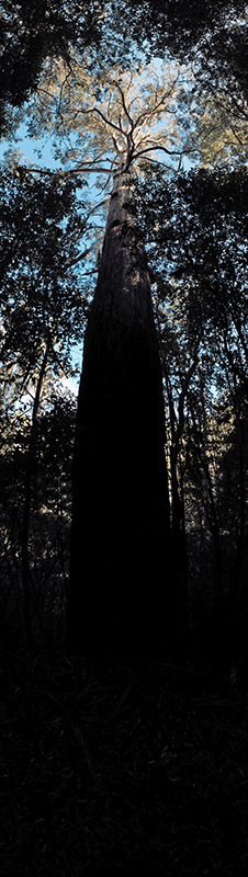 Too much dynamic range for poor Frank to resolve but you get the sense of scale.