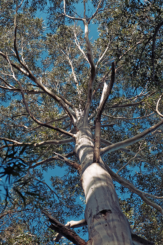 The towering Eucalyptus trees on the path up to Silver Falls. 