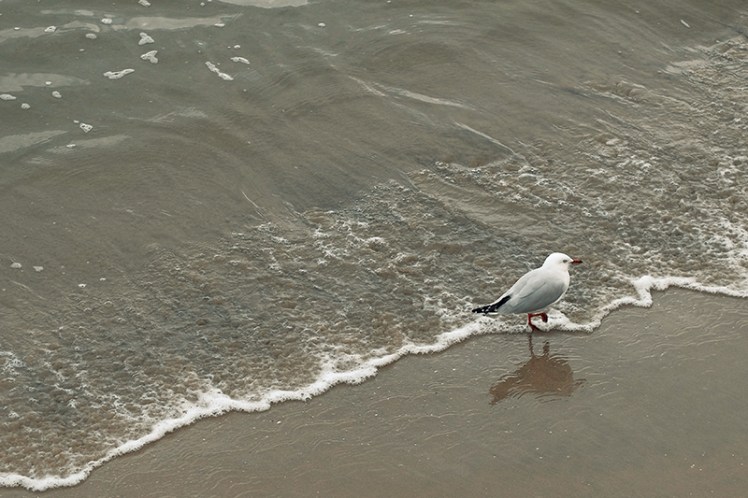 A seagull gives its feet a wash in Little Sandy Bay.