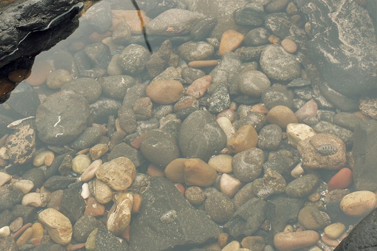 The water in the area is crystal clear compared with other urban waterways.