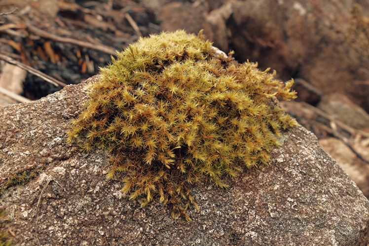 Fluffy moss clings to the rocks in the shadier spots.