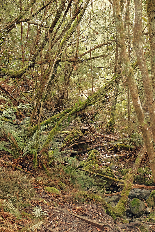 The jungle like environment surrounding Cartwright Creek is a far cry from the dryer Eucalyptus trees higher up. 