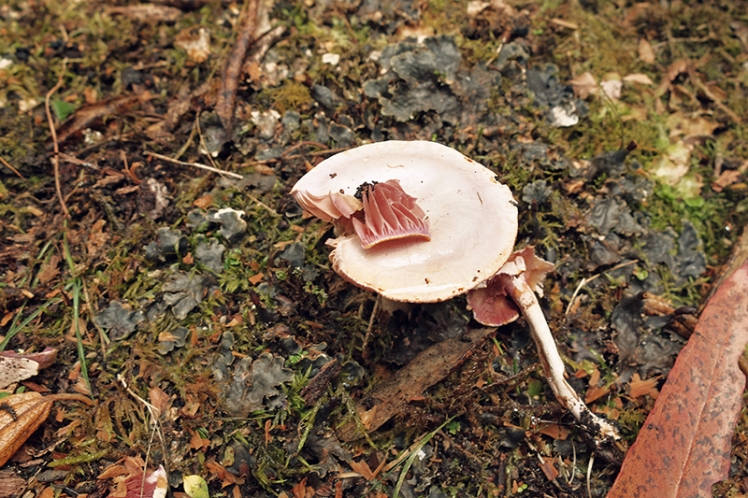 A mushroom slightly damaged by a hiker or perhaps partly nibbled by a nervous creature.