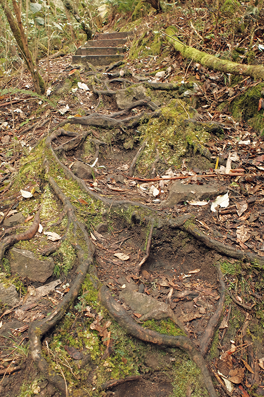 The roots of the trees act as natural steps in conjunction with their artificial counterparts above.