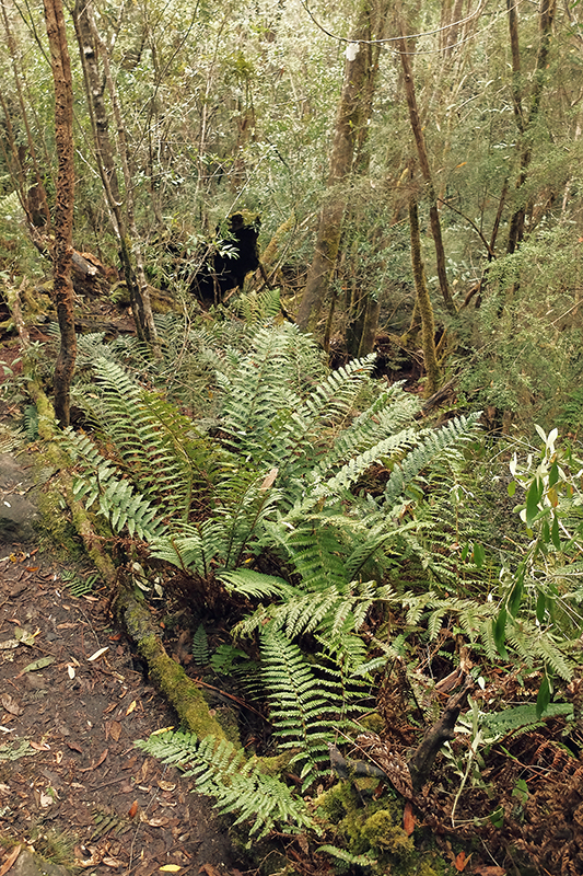 Some of the ferns are quite large, albeit not quite as impressive as those on Mount Wellington.