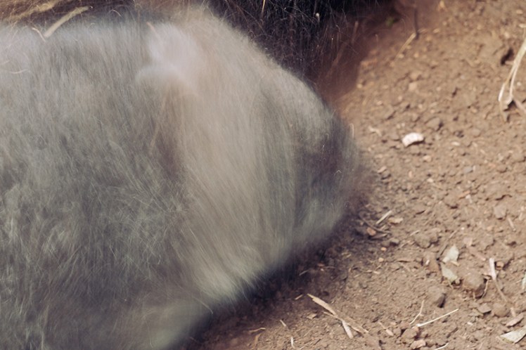 Another wombat shakes the dirt off itself after having a good dig under a tree.