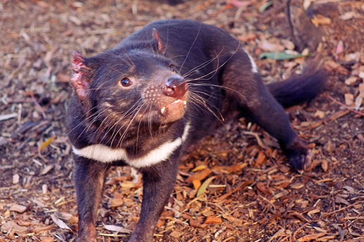 After some coaxing he emerges and has a good look around.