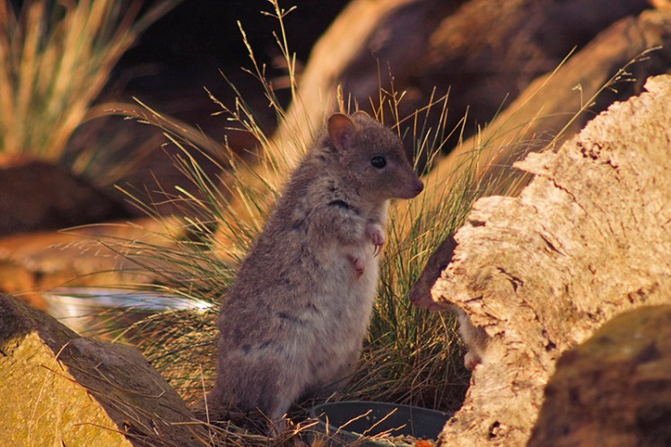 A Potoroo stops briefly before tearing off again after its friends/enemies.