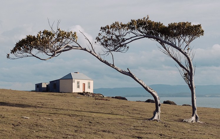 These trees have certainly bore the brunt of the wild winds that howl through the island.