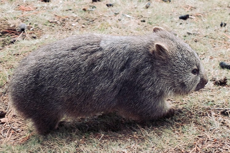 This little wombat was happily wandering around near the main settlement.