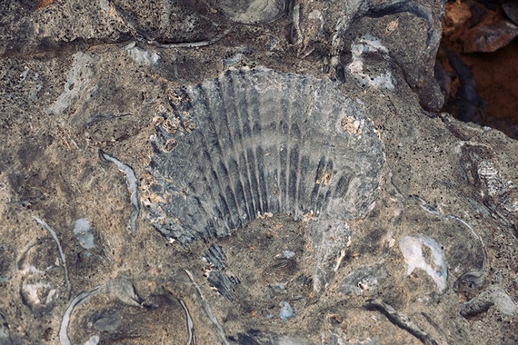 An amazingly preserved specimen at the fossil cliffs.