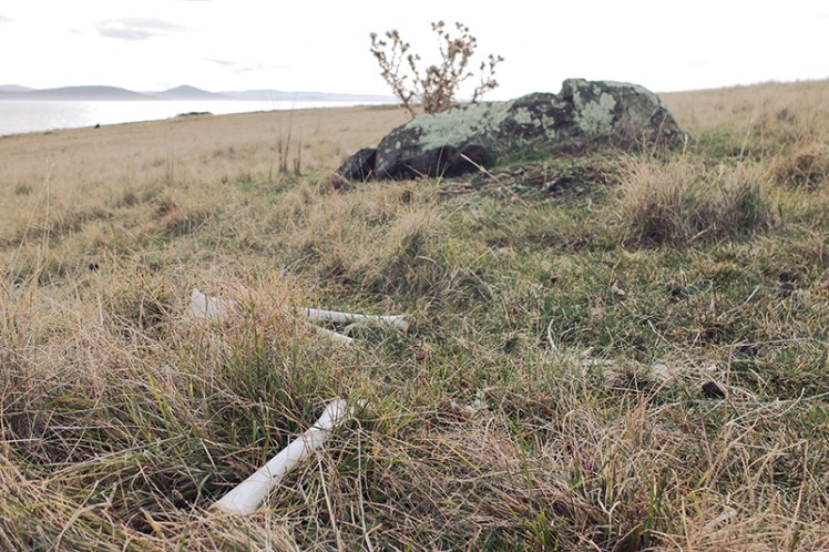 Bones litter the ground outside this den near the airfield.