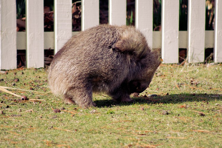 "Oooooh yes that's the spot!" A wombat enjoys a good aul scratch.