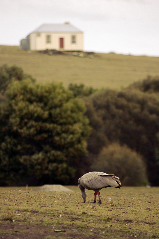 Picture postcard views abound on Maria Island.