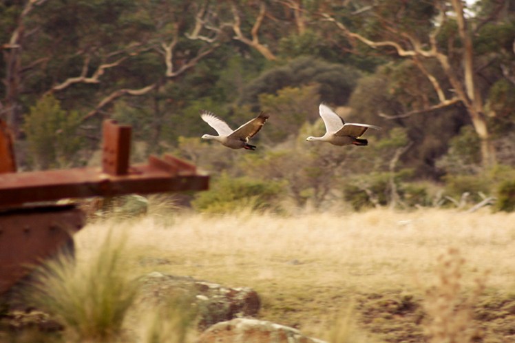 A pair of Cape Barren geese come in for a landing near the Convict Barn. You'll always see these lovely birds in pairs.